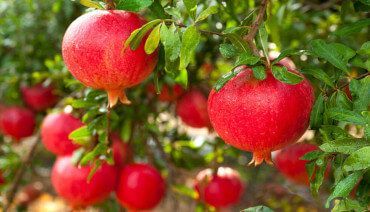 Preservation Method of Pomegranate by Freeze Drying